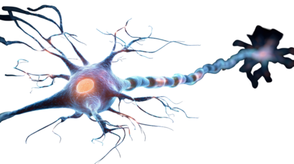 Detailed illustration of a neuron,  showing its complex structure.  The cell body is central, and  long axon extends outward with branching dendrites.