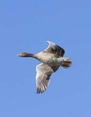 Greylag goose in flight, wingspan of a greylag goose, greylag goose with outstretched wings in flight,  blue sky in the background, water drops on the belly of the Anser anser