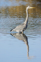 A gray heron is reflected in the shallow lake, a grey heron wades through the shimmering blue-brown lake, a tall, gray-white bird with a yellow beak, 
Grey plumage, Ardea cinerea upright