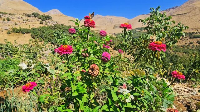 A butterfly rests on blooming zinnia flowers in a sunlit garden, capturing a quiet moment of summer&rsquo;s color, life, and natural harmony.  
📍Hawraman Takht, Kurdistan 