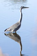 A gray heron is reflected in the shallow lake, a grey heron wades through the shimmering blue tranquil lake, a tall, gray-white bird with a yellow beak.
Grey plumage, Ardea cinerea vertical