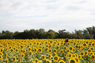 Wide sunflower field with distant brunette woman