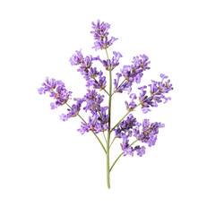 Fototapeta premium Close-up of a vibrant purple flower cluster. Small, clustered blossoms arranged on light tan stems. Isolated against a black background