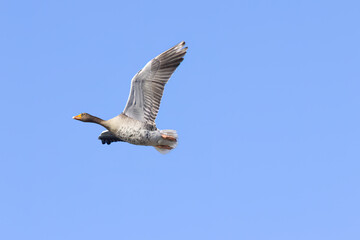 Water droplets on the belly of Anser anser, wingspan of a gray goose, gray goose with outstretched wings in flight, gray goose in flight, blue sky in the background