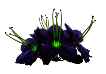 Exotic indigo nightshade blooms unfurling, glowing emerald tendrils, waxy texture, dramatic backlighting, white background with copy space, concept of botanical mystery