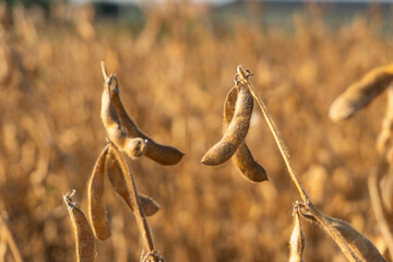 Close-up view of ripened soy bean pods in an agricultural field during late summer harvest season, showcasing the golden hues of mature crops ready for collection