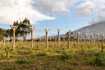 Obraz premium Golden berry plants climbing bamboo poles, forming orderly agricultural rows with misty andean mountain silhouette looming behind cloudy agricultural landscape