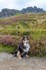 Shetland Sheepdog out on the Isle of Skye