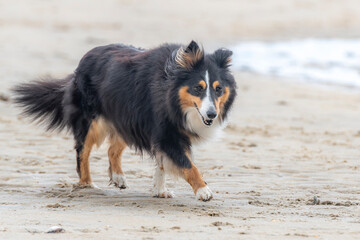 Sheltie walking along the beach