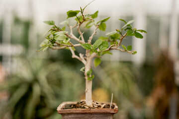 Small bonsai tree growing in ceramic pot inside greenhouse, representing horticultural cultivation process, plant care, controlled agriculture, and decorative gardening craftsmanship techniques