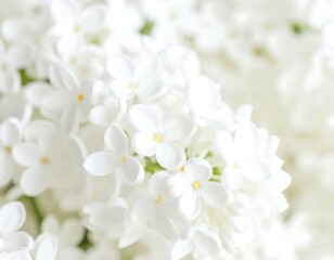 Obraz premium Close-up of delicate white lilac blossoms