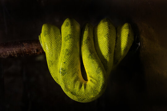 A green tree python hanging from a branch. A sleeping snake, skin texture