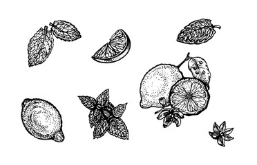 Lemon and a delicious cut lemon slices. Mint leaves on white background. Vector illustration. Ink line draw vector. Drawing engraving illustration