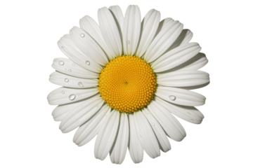 Fresh daisy with water droplets for springtime beauty concept art