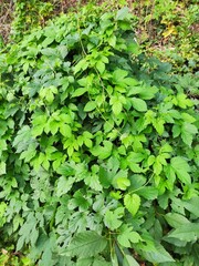 Amazing nature pictures