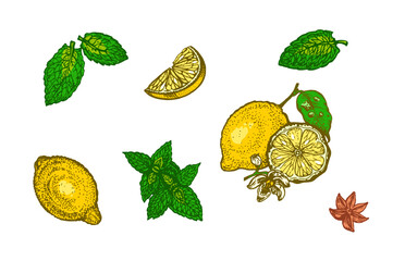 Colorful hand drawn lemon fruits, slices, mint leaves and star anise illustration. Fresh citrus set isolated on white background