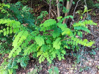 Amazing nature pictures