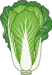 Napa cabbage illustration, Chinese vegetable, green leafy produce, botanical drawing, fresh food, white stalks, healthy eating, Asian cuisine, isolated, flat style