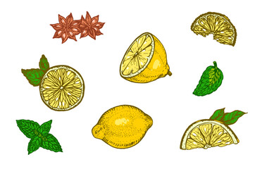 Hand drawn lemons, slices, mint leaves and star anise. Colorful citrus fruit illustration isolated on white background