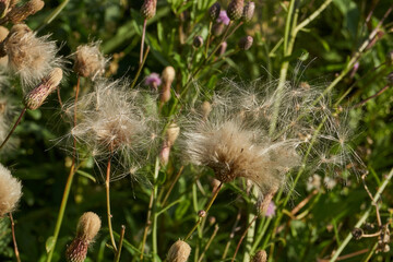Macrophotography of fluffy creeping thistle seeds on a green background. Creeping thistle (lat. Cirsium arvense) is a species of perennial herbaceous plants of the Asteraceae family.