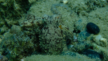 Common octopus (Octopus vulgaris) hunting, Aegean Sea, Greece, Halkidiki, Pirgos beach