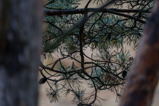 A Secret Window to the Forest at Night