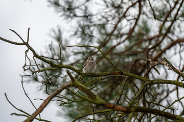A Fledgling's Perch in the Deepening Night