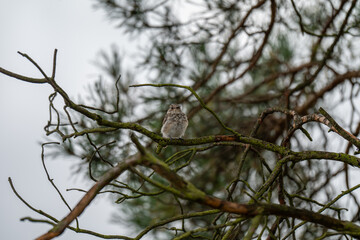 A Fledgling's Perch in the Deepening Night