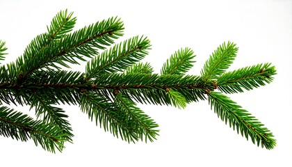 Close-up of a vibrant green fir branch