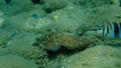 Common octopus (Octopus vulgaris) hunting, Aegean Sea, Greece, Halkidiki, Pirgos beach
