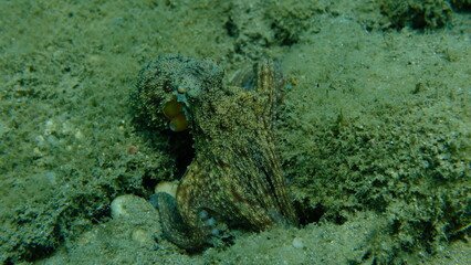 Common octopus (Octopus vulgaris) hunting, Aegean Sea, Greece, Halkidiki, Pirgos beach