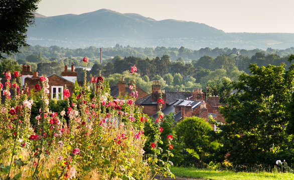 Wild summer flowers,at Fort Royal Park,Worcester,looking west to the Malvern Hills,Worcestershire,UK.