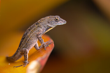 Cuban Brown Anole (Anolis sagrei) on Big Island, HI