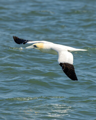 Northern gannet (Morus bassanus) - North Atlantic coasts and Irish colonies