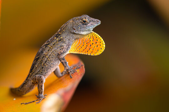 Cuban Brown Anole (Anolis sagrei) on Big Island, HI