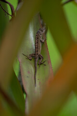 Cuban Brown Anole (Anolis sagrei) on Big Island, HI