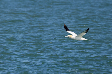 Northern gannet (Morus bassanus) - North Atlantic coasts and Irish colonies