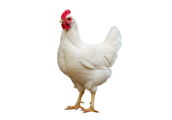 Isolated Leghorn chicken on neutral background, farm animal, poultry, bird standing