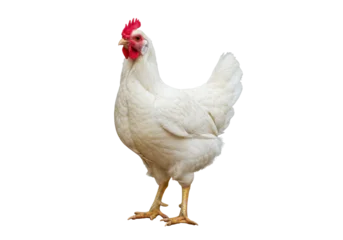 Fototapete Rund Huhn Isolated Leghorn chicken on neutral background, farm animal, poultry, bird standing  © Marcel