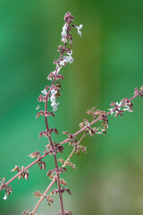 Close up of a silver spurflower (coleus argentatus) in bloom