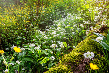 Lush green forest scene featuring vibrant wildflowers, including delicate white blooms and bright yellow petals, creating a serene and tranquil natural environment