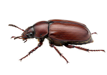 Isolated beetle species, shiny exoskeleton, brown, detailed, closeup view, in the studio, insect