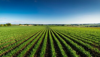 vast green field showcasing rows of healthy crops under a clear blue sky representing agriculture and nature s bounty