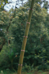 Naklejka premium Nursery with a wide variety of plants and a vegetable garden. Details of trees, bamboo, vegetables, coffee plants, and agave.