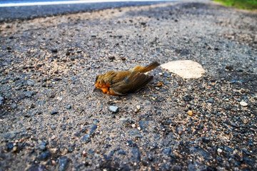 A dead red Robin (Erithacus rubecula) is lying on the side of the highway, a car is passing by. Low camera position. Motor transport as a cause of death of an incalculable number of living beings