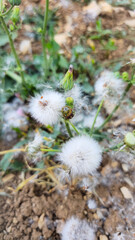 Close-up of dandelion seed heads in a natural setting, showcasing delicate structures and wind dispersal in a peaceful outdoor environment.  
📍Hawraman Takht, Kurdistan 
