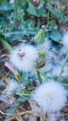 Close-up of dandelion seed heads in a natural setting, showcasing delicate structures and wind dispersal in a peaceful outdoor environment.  
📍Hawraman Takht, Kurdistan 