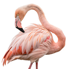Graceful flamingo preening its vibrant pink feathers with elegant neck curve
