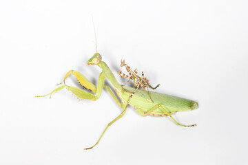 Scary predators. The battle between Praying mantis (left) and Empusa (right)
