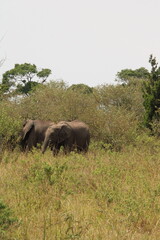 Fototapeta premium Impressionantes elefantes caminhando em grupo pela savana africana durante o pôr do sol, representando poder, união familiar e vida selvagem em seu habitat natural